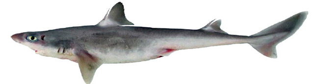 Squalus blainvillei_03.jpg